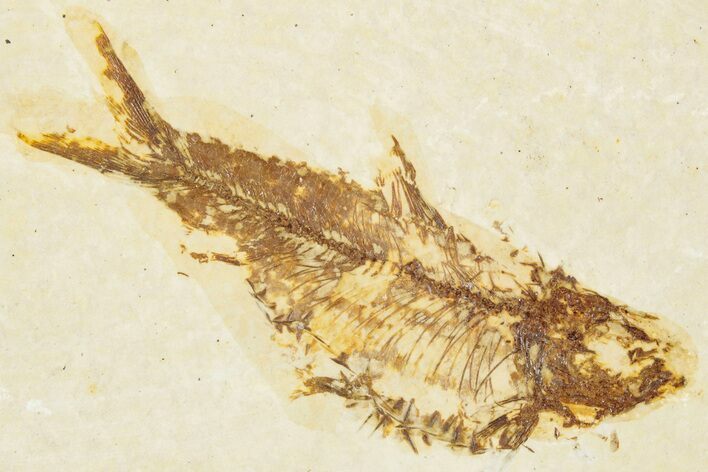 Detailed Fossil Fish (Knightia alta) - Wyoming #344431
